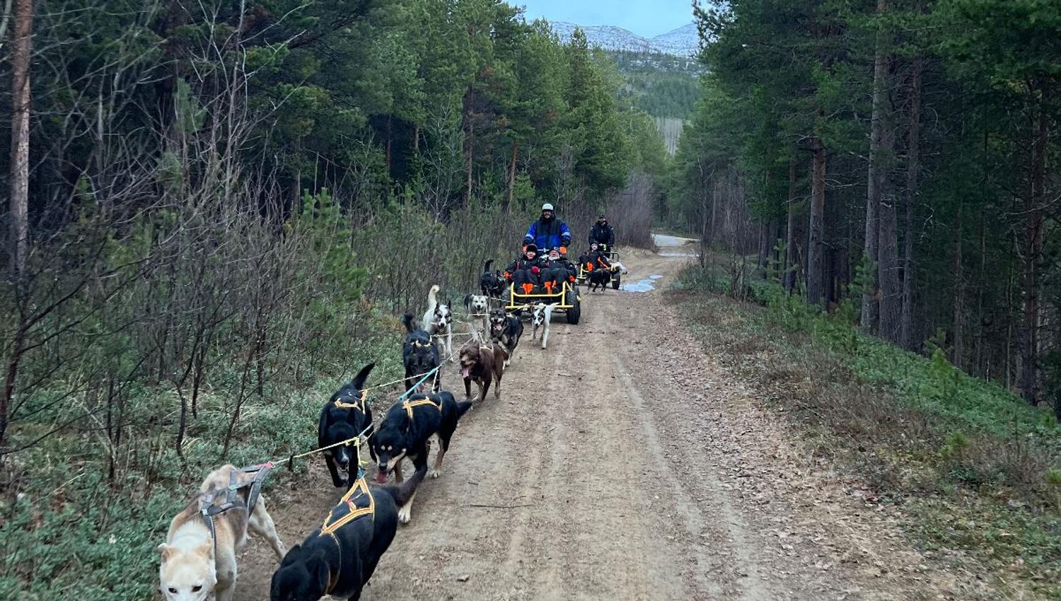 Husky team travelling through a pine forest with snow along the trail