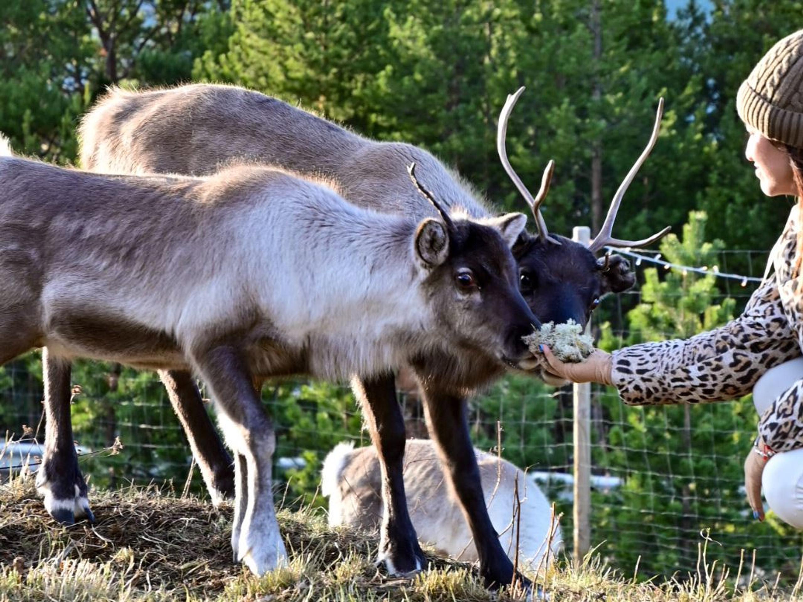 Møt og Mat Reinsdyr - Lyngenfjord Hotel