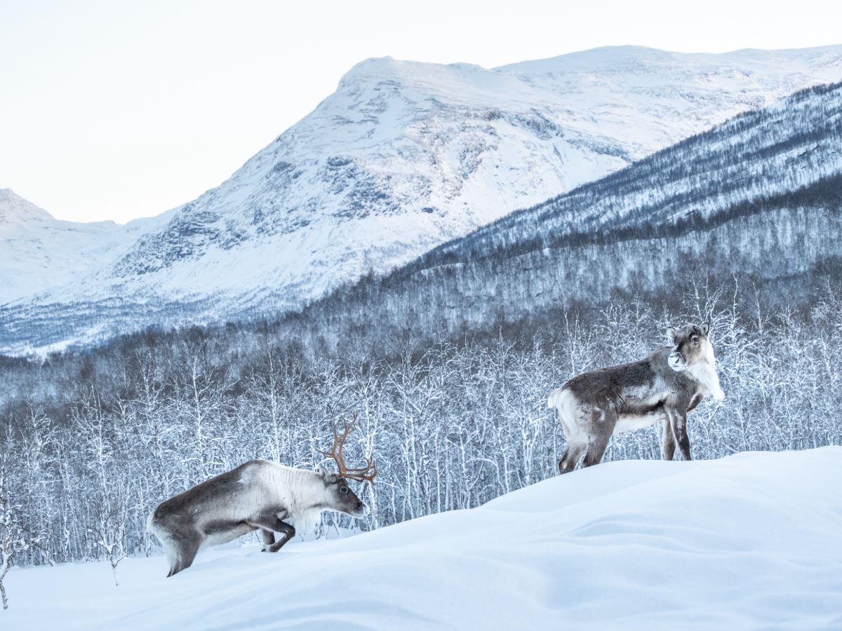 Two Reindeer