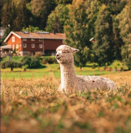 Alpakka in the fields