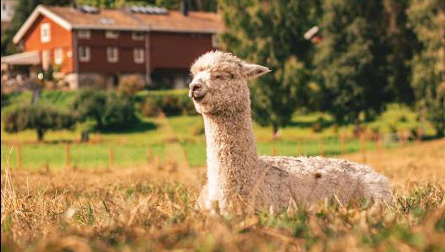 Alpakka in the fields