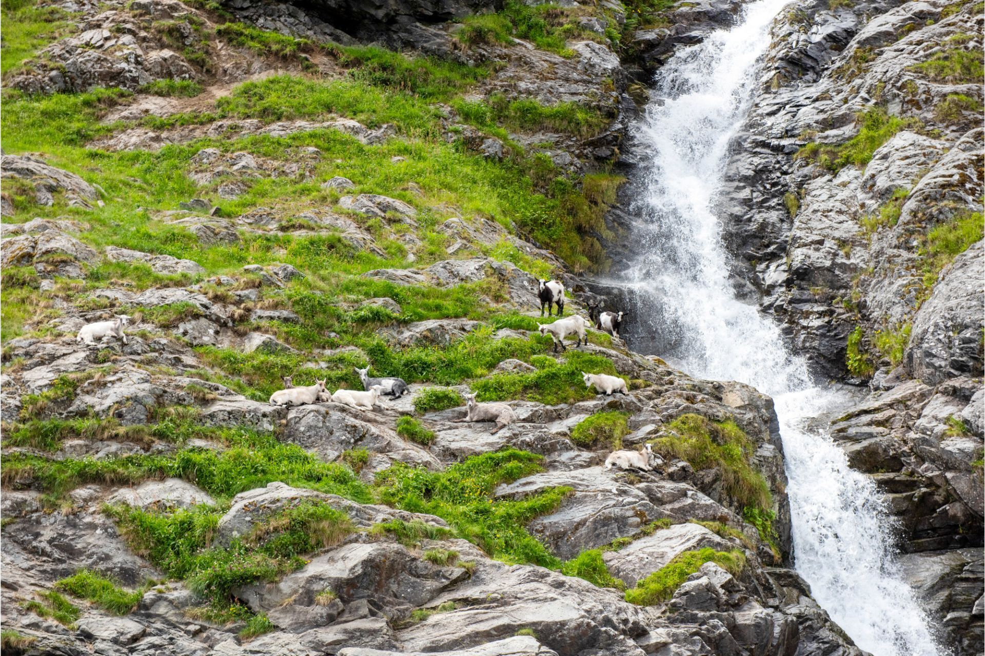 FjordSafari
