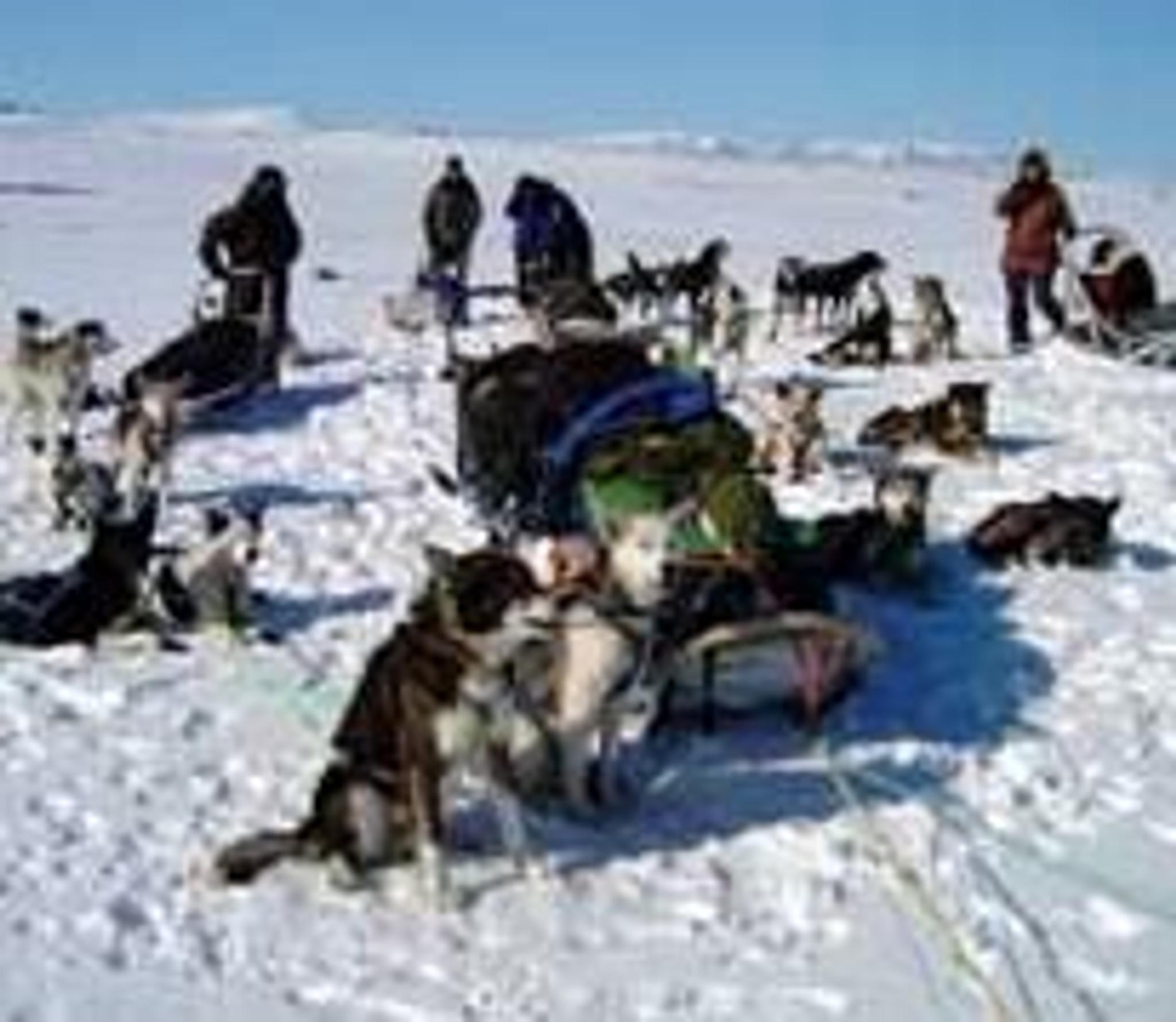 Hundslede ekspedition til Ishavet med Engholm Husky
