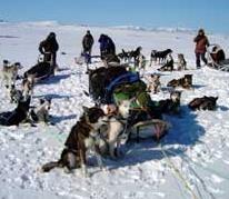 Hundslede ekspedition til Ishavet med Engholm Husky