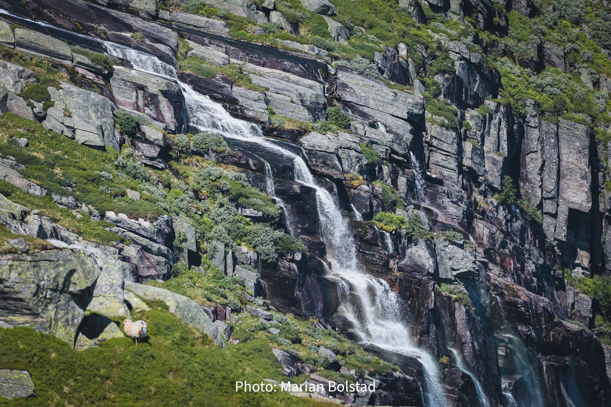 Waterfall cascading down a steep mountainside in Hardanger, Norway, with grazing sheep and lush scenery