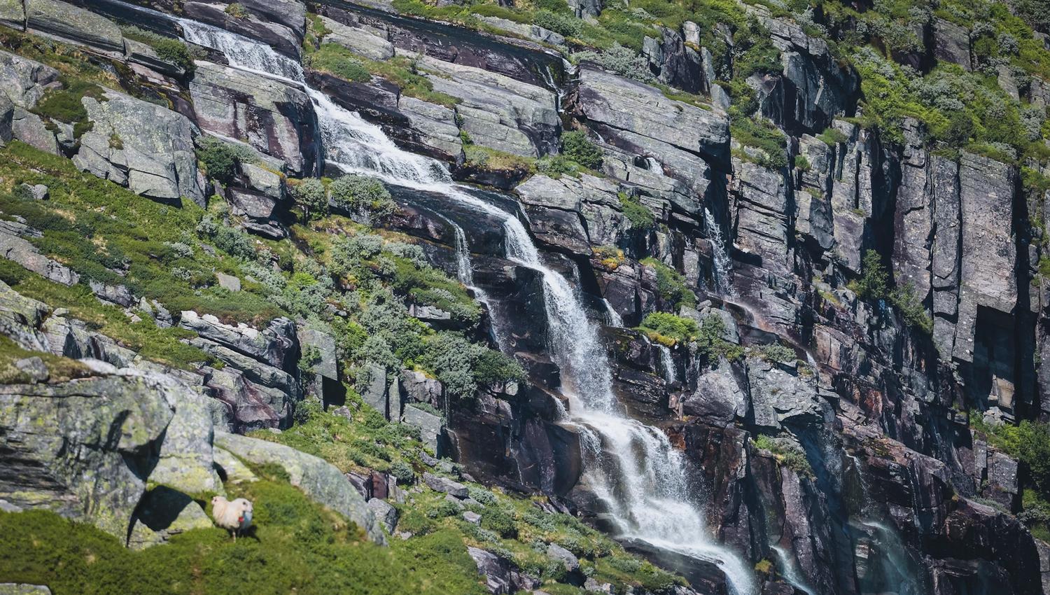 Waterfall cascading down a steep mountainside in Hardanger, Norway, with grazing sheep and lush scenery