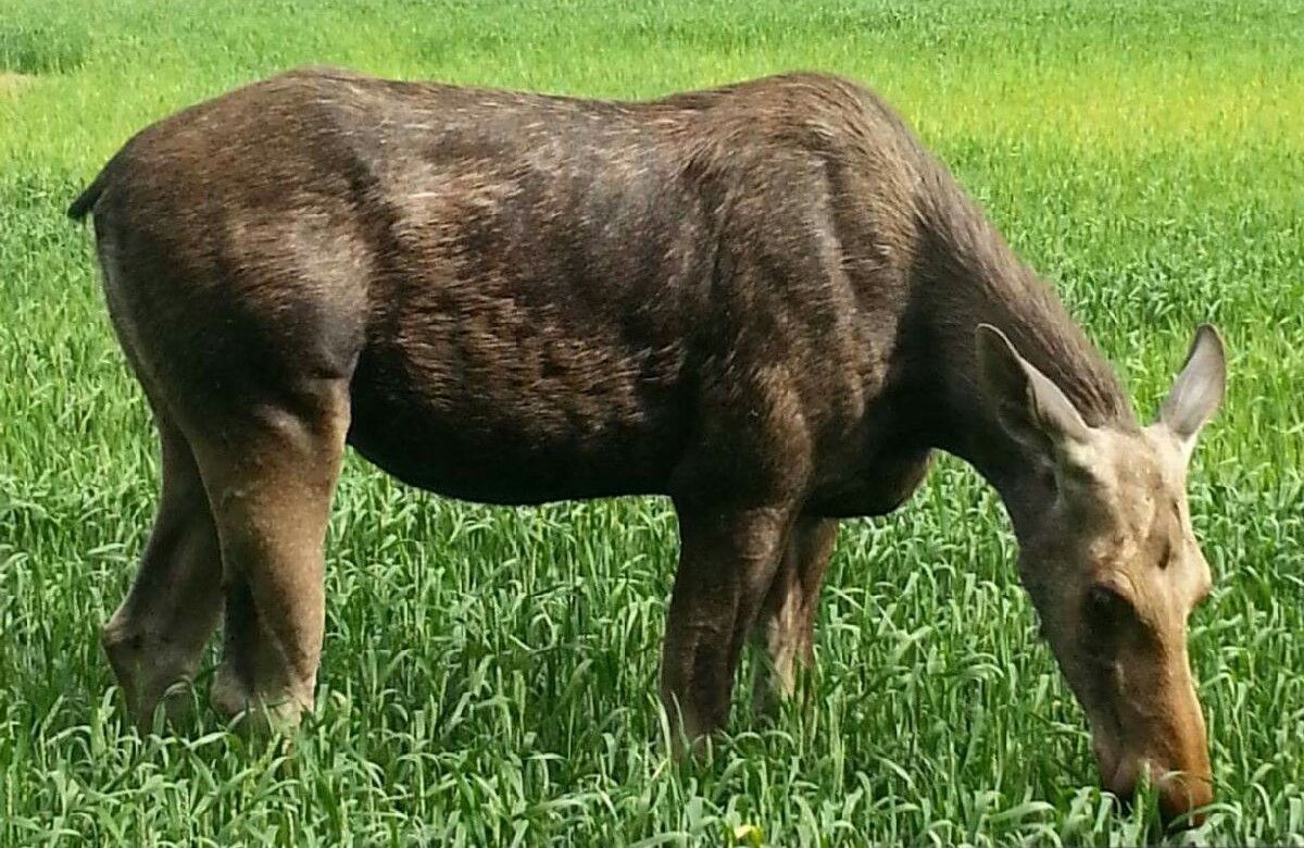 Moose on field