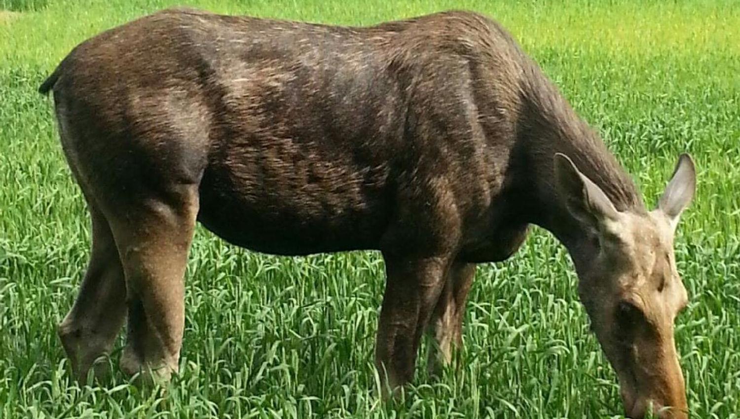 Moose on field