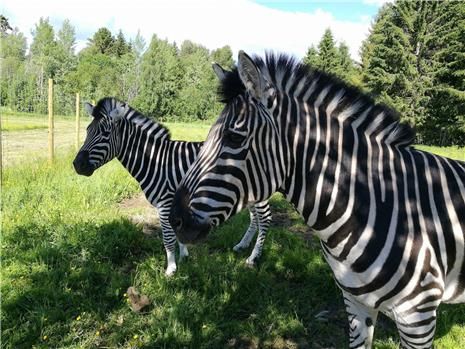 Zebra i dyrepark