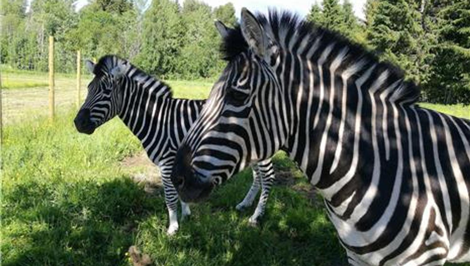 Zebra i dyrepark