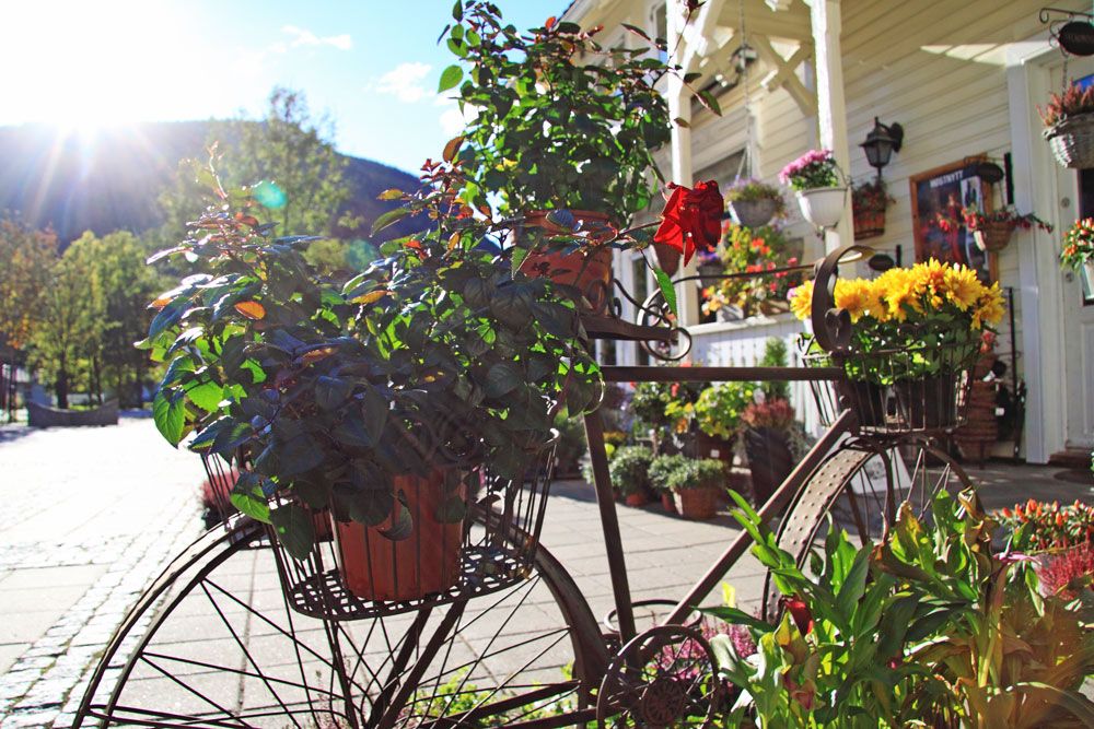 many flowers in front of a house at Dalen
