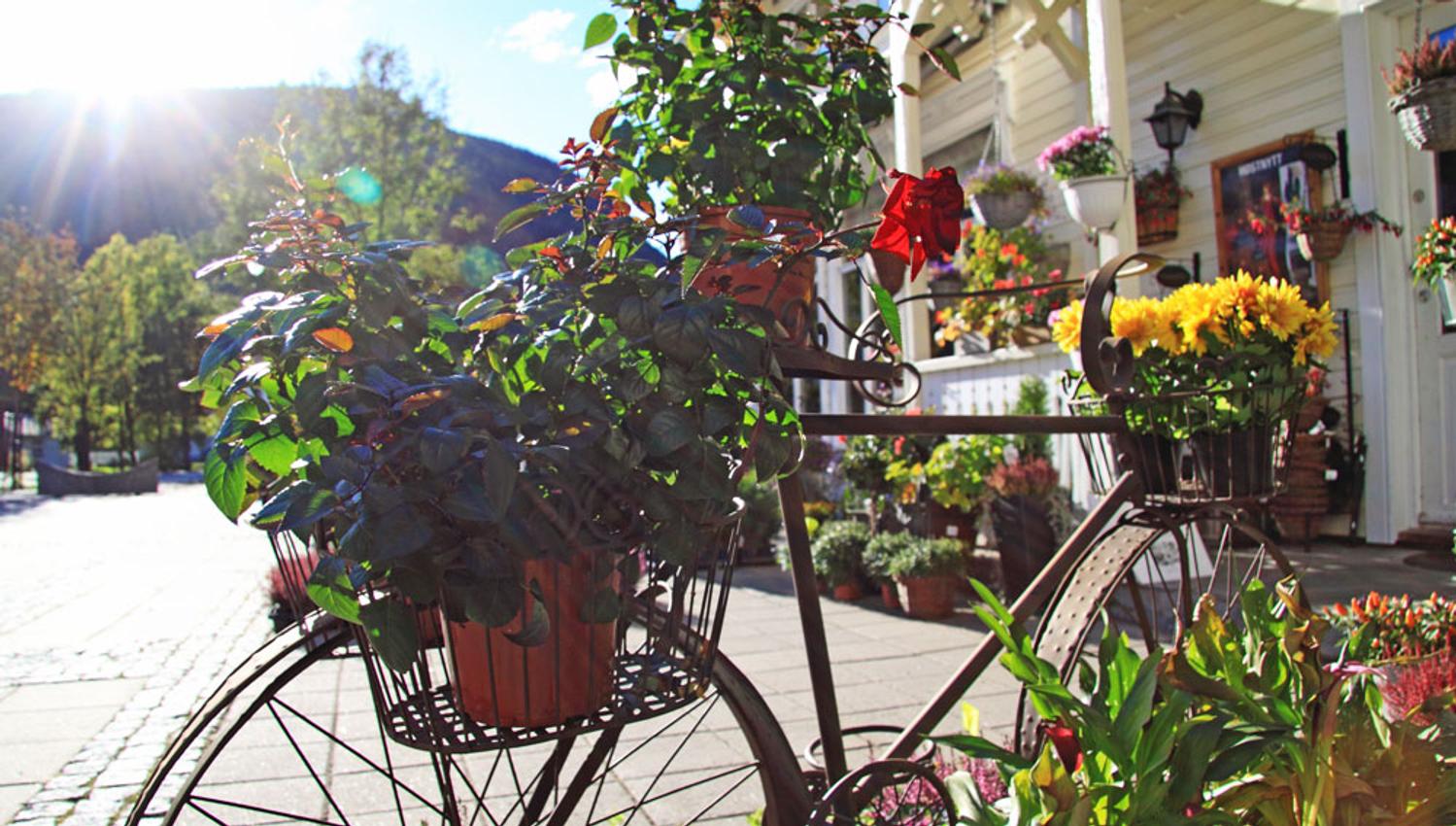 many flowers in front of a house at Dalen