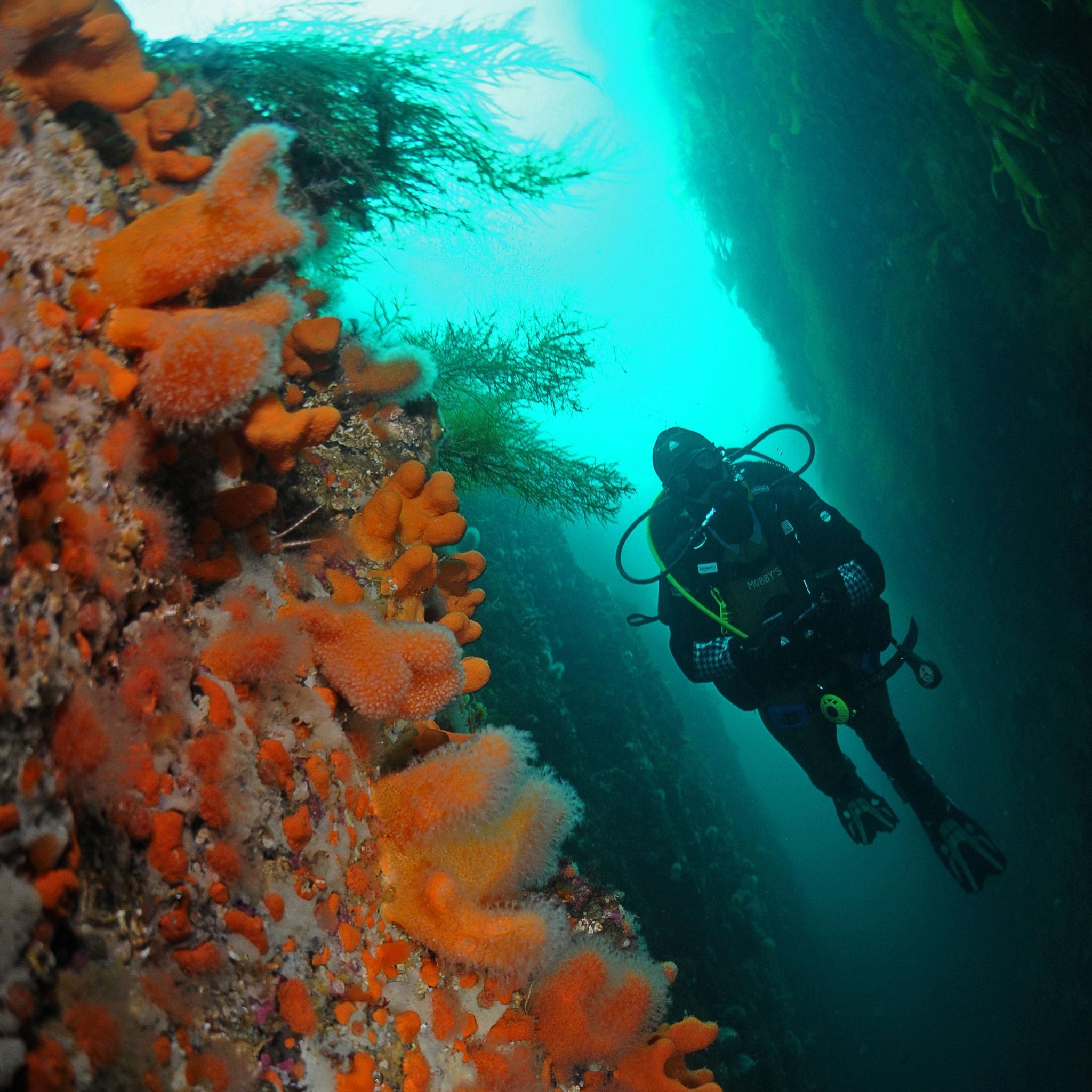 Half-day diving trip with a PADI 5 Star Dykkesenter.