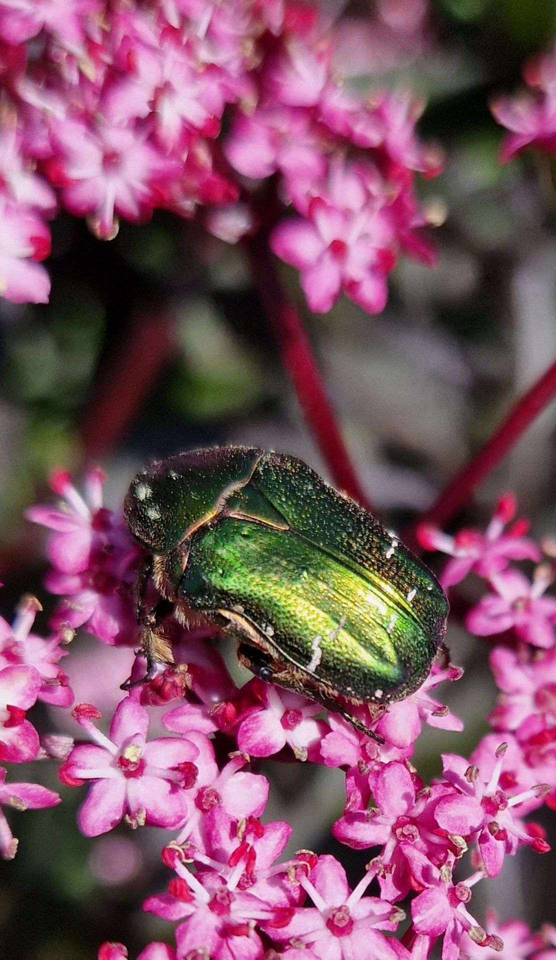 Vakker bille på blomster