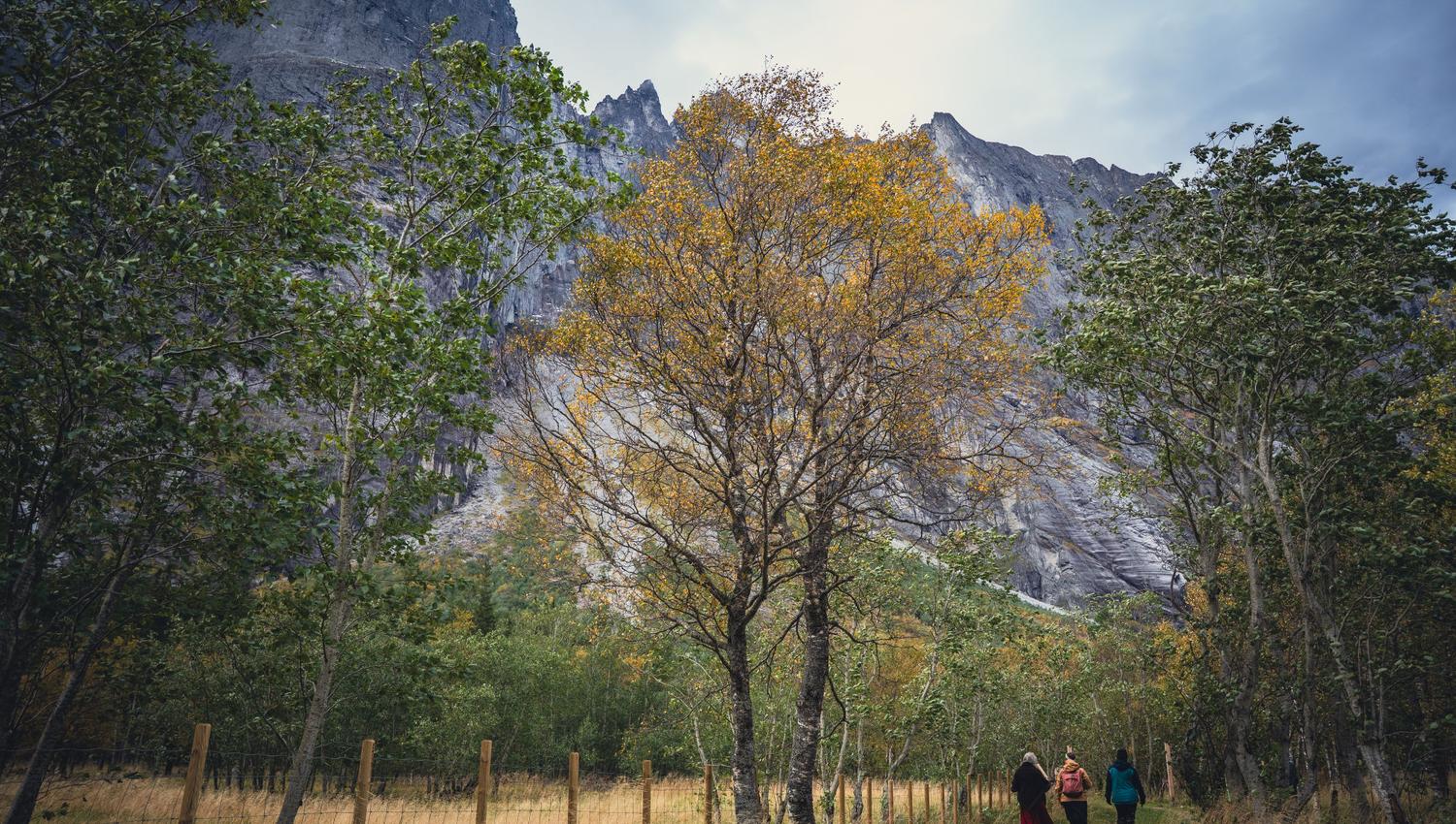 Walking into the Eiafossen nature trail with Trollveggen by your side.