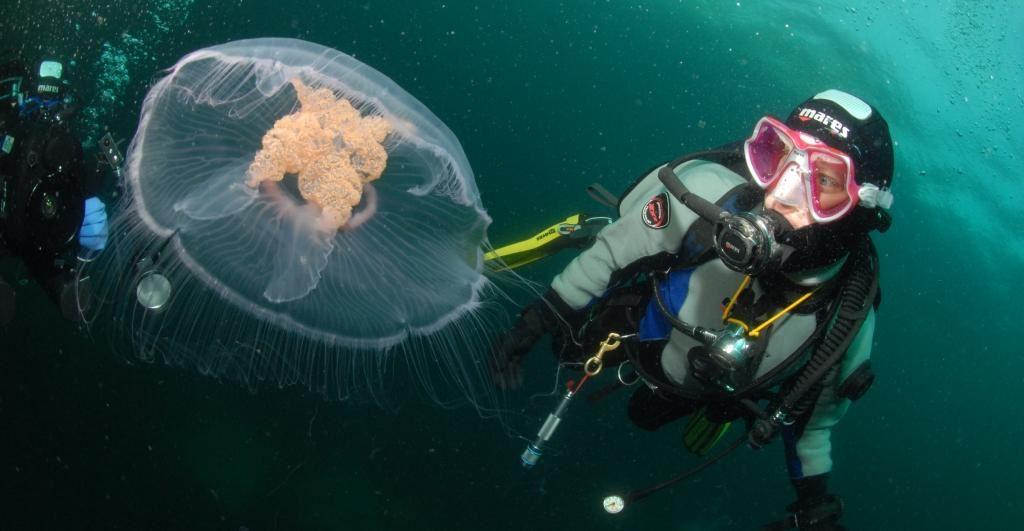 Diving trips from Ballstad