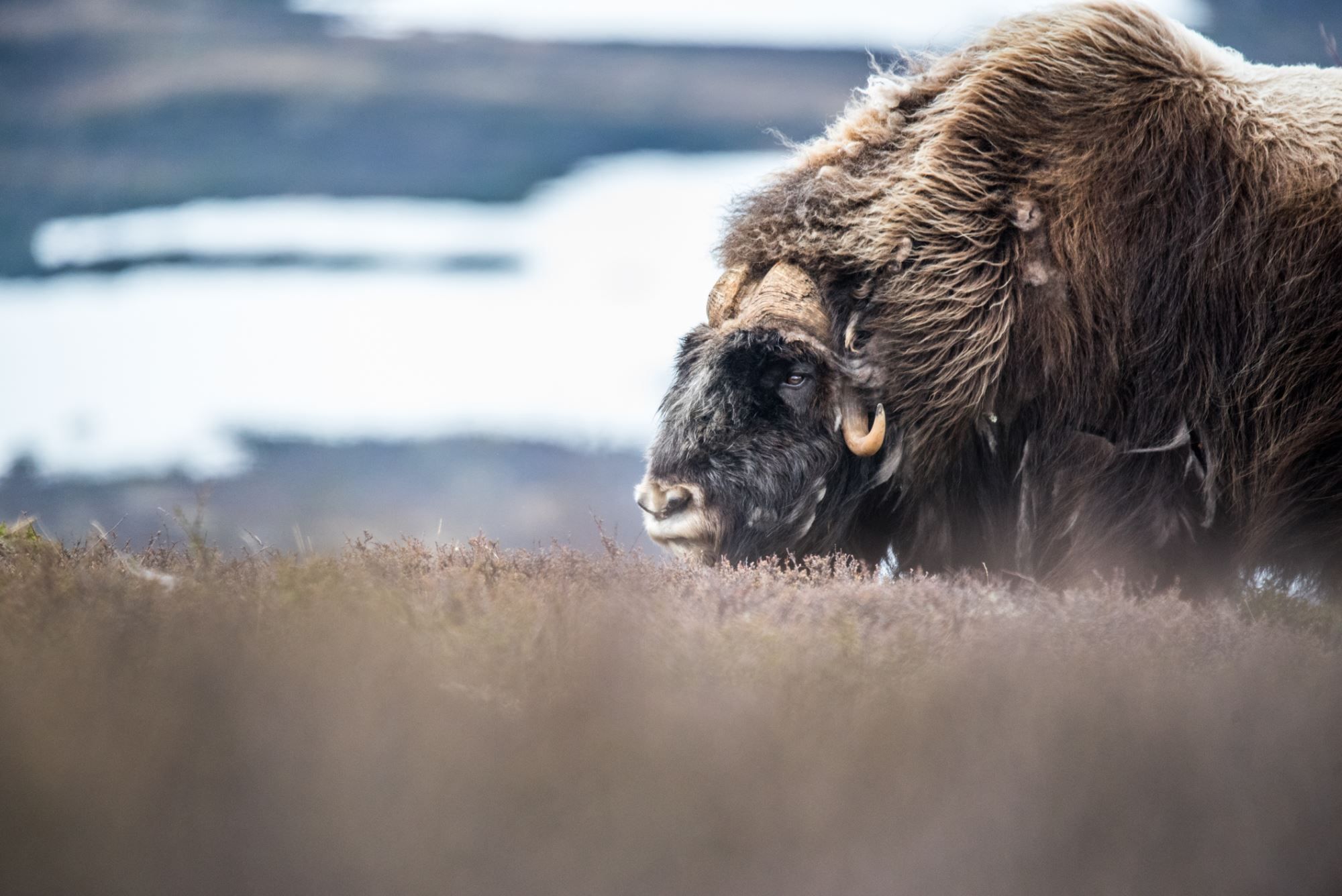 Musk Ox Safari Personal Tour