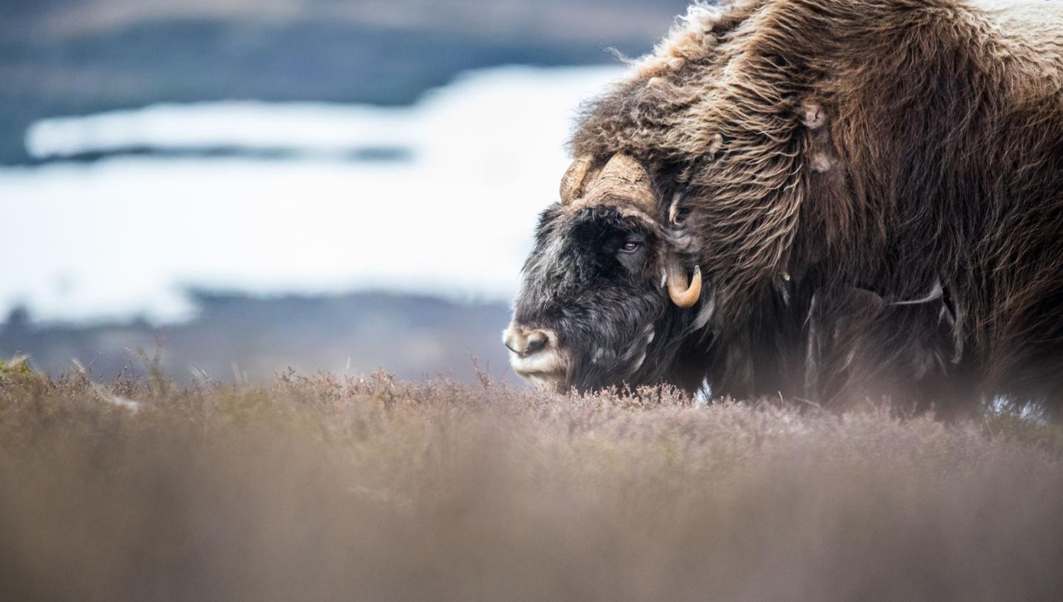 Musk Ox Safari Personal Tour