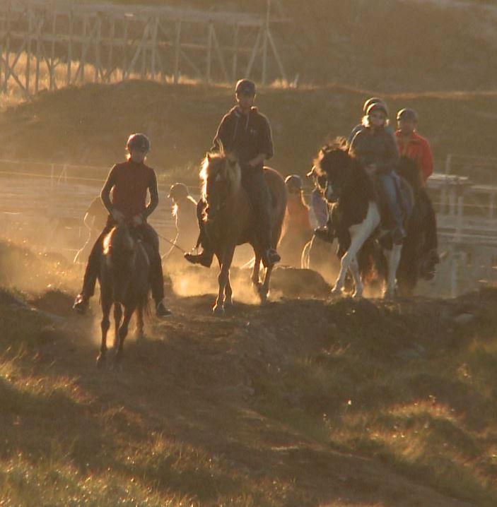 Half Day Tour (4 hours) - Horsebackriding on Icelandic Horses in Lofoten