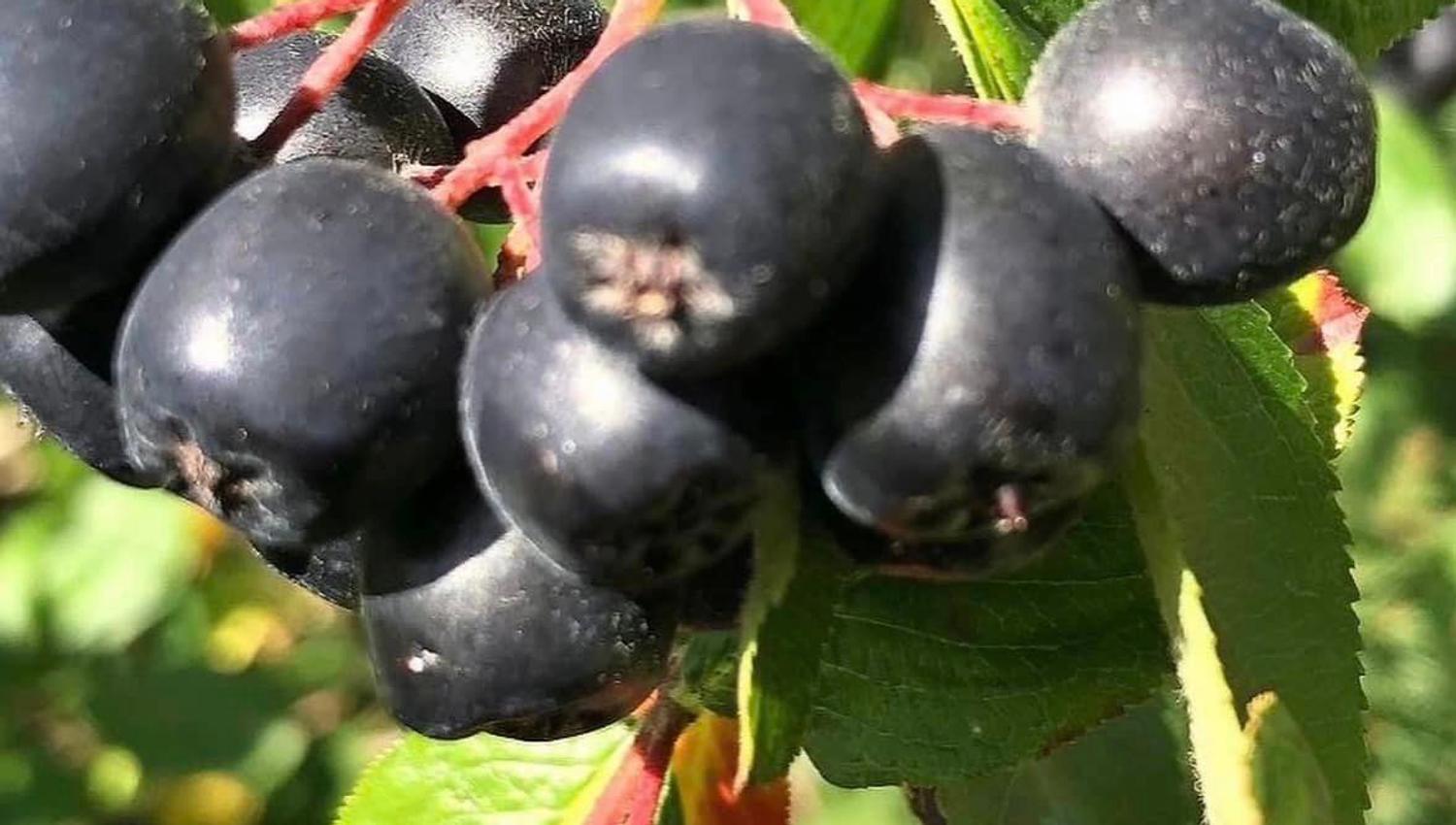 Aroniabær
