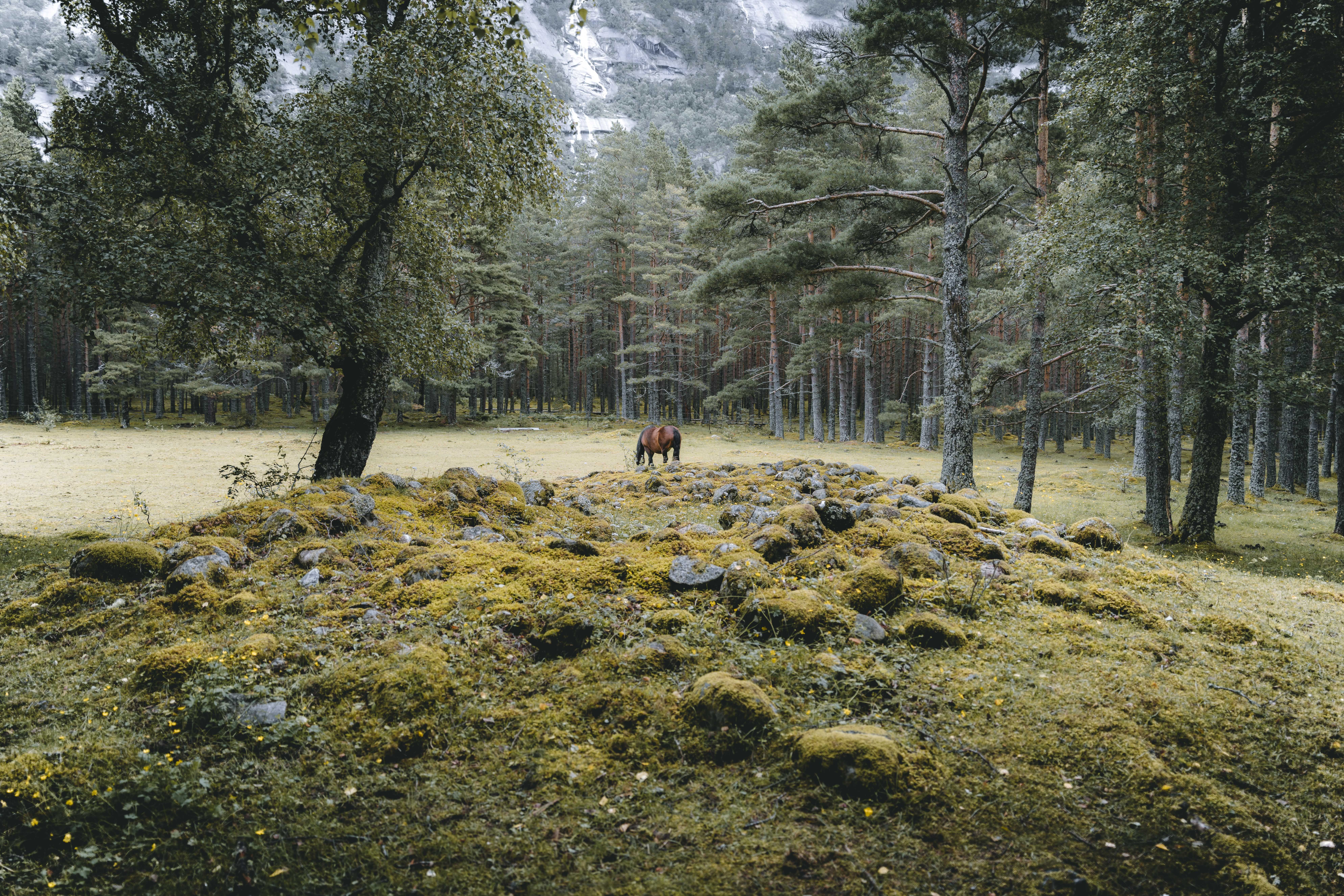 The largest viking grave on the site, with a horse grazing in the background.