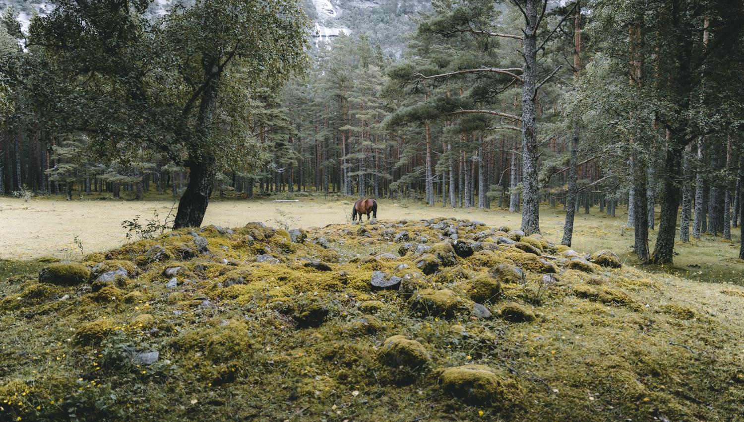 The largest viking grave on the site, with a horse grazing in the background.