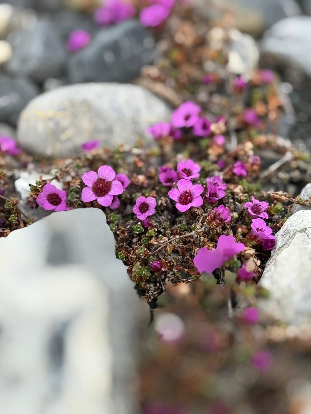 Lilla blomster på Svalbard