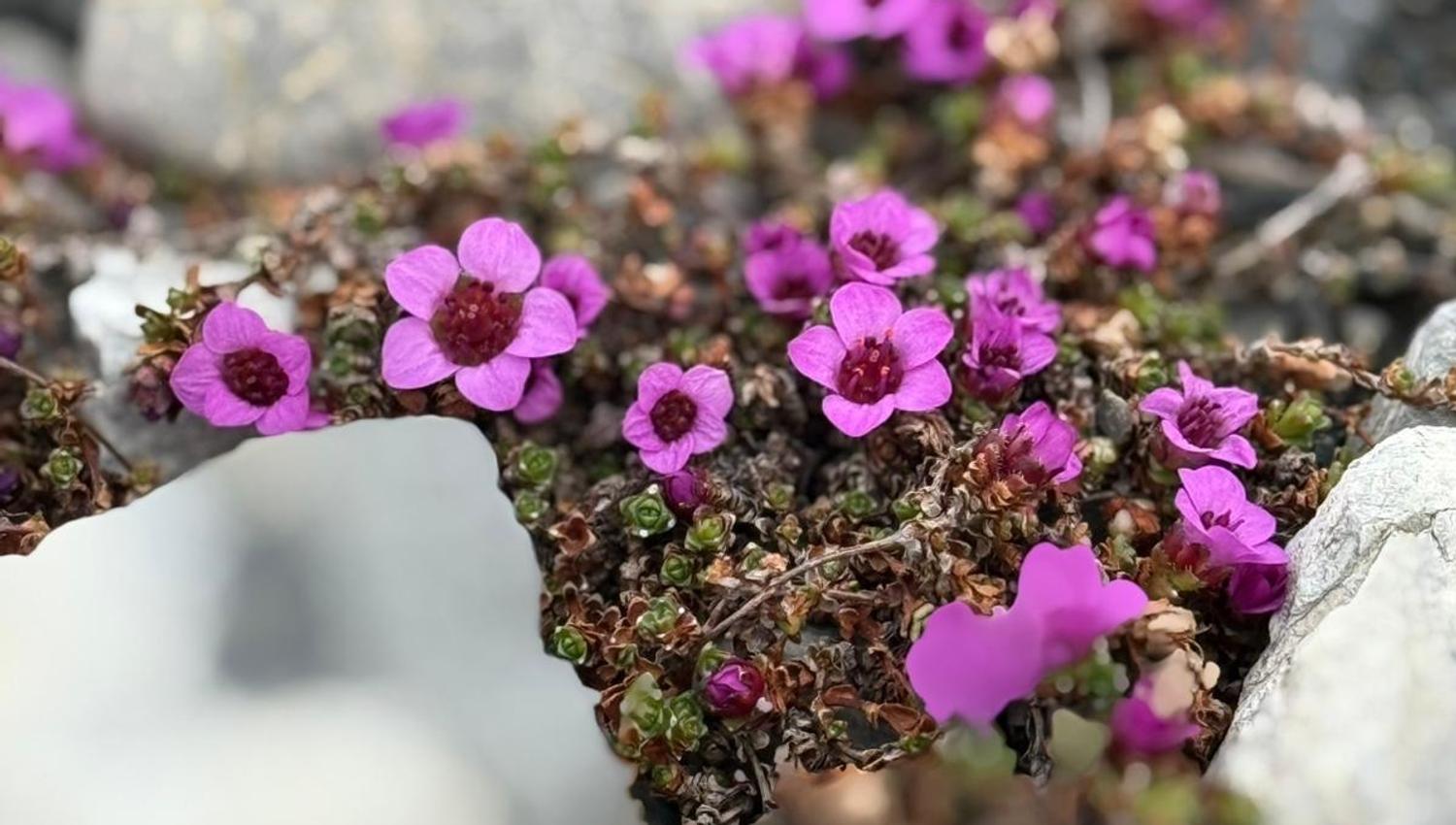 Lilla blomster på Svalbard