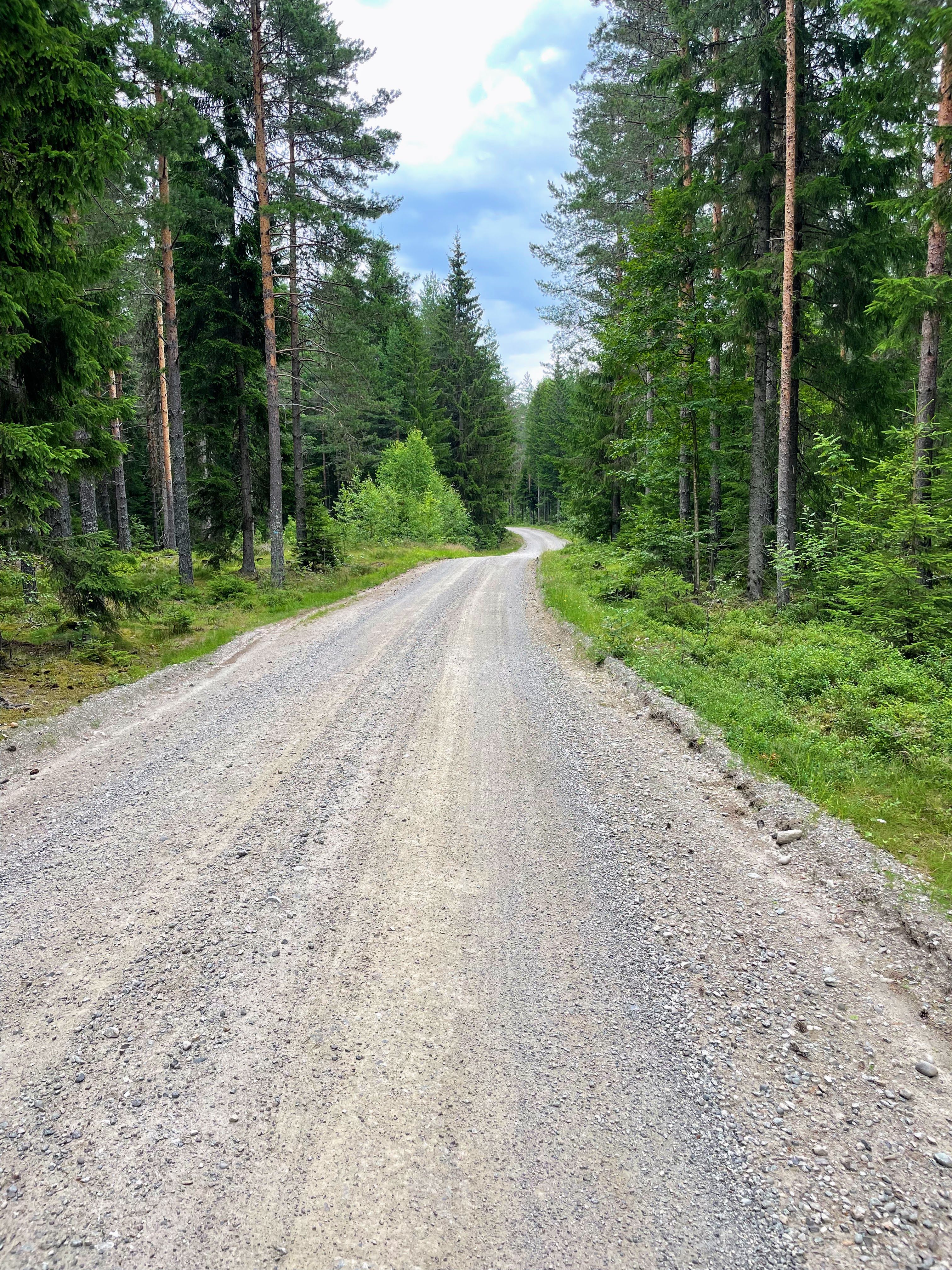 Grusvei inn i skogen