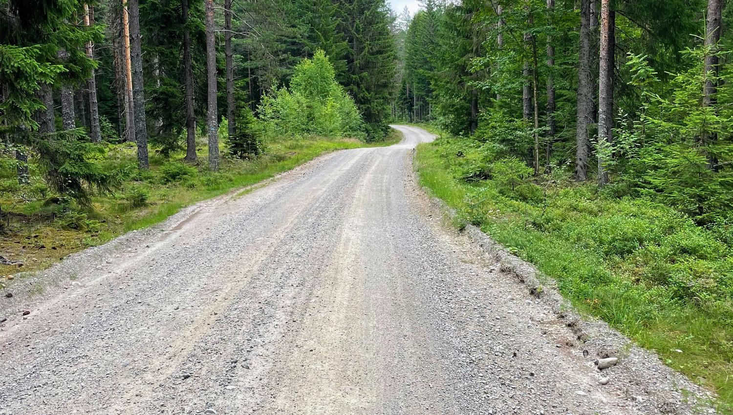 Grusvei inn i skogen