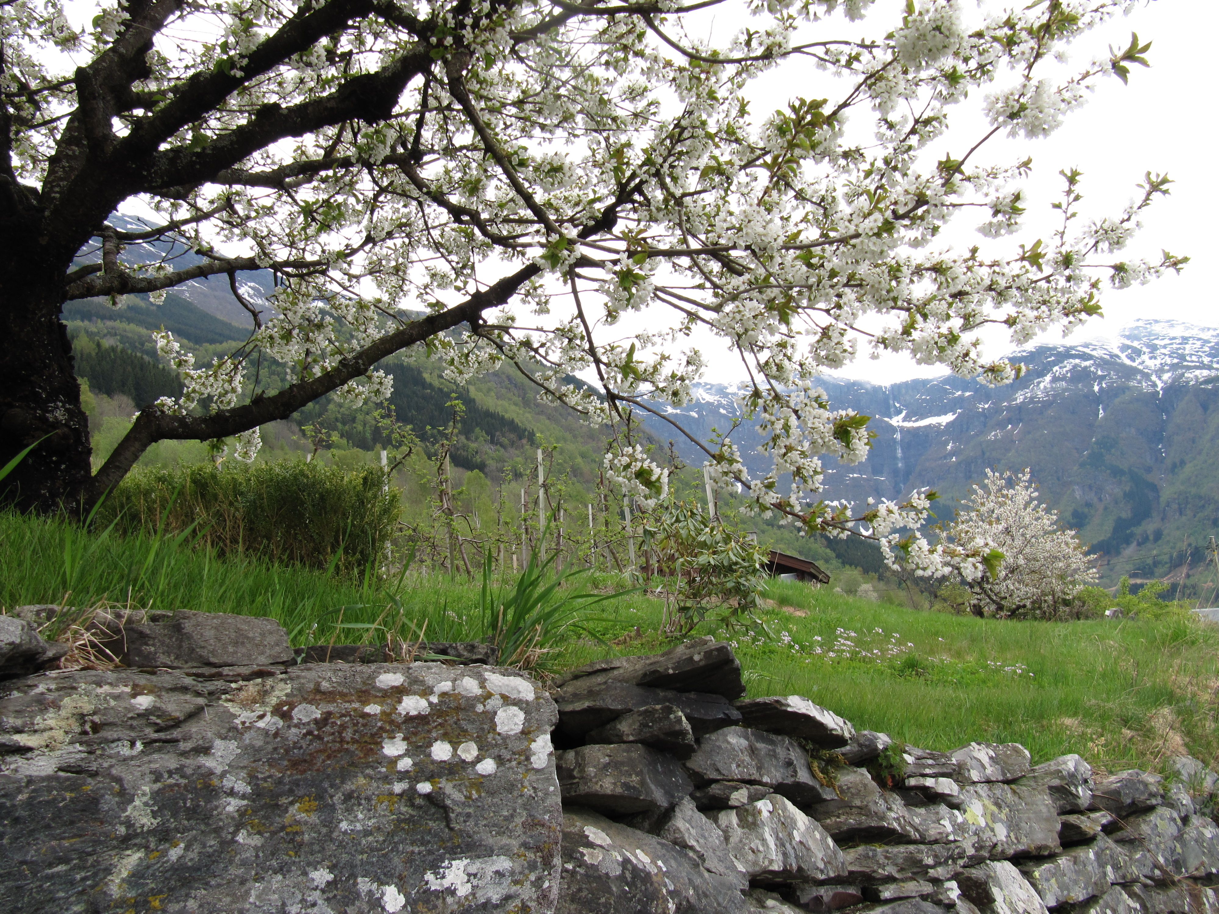 White blossoming fruit trees along the Fruit Trail in Hardanger with mountains in the background.