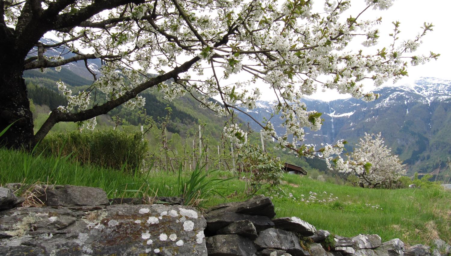 White blossoming fruit trees along the Fruit Trail in Hardanger with mountains in the background.