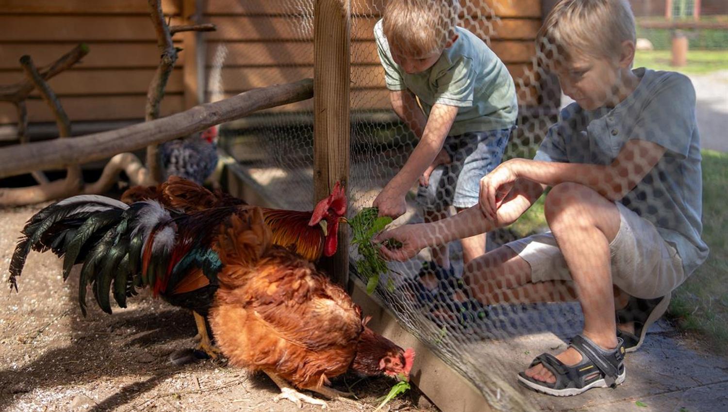 Two children observing chickens in an enclosure.