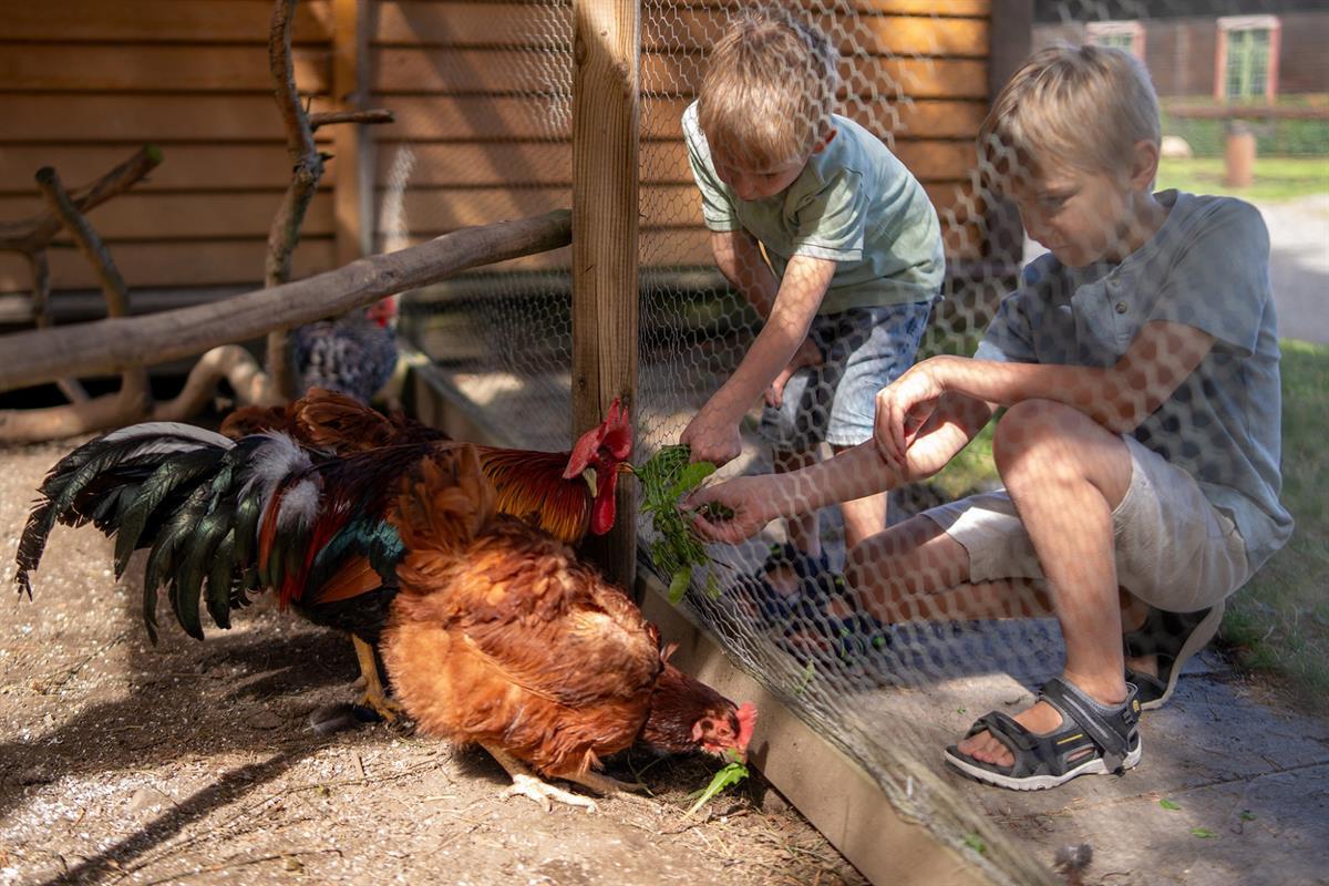 Two children observing chickens in an enclosure.