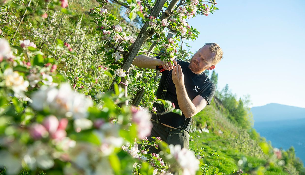 apple tree