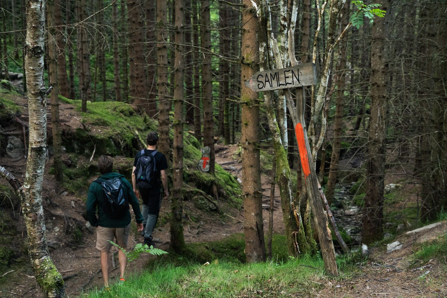 Starting point of the Samlen summit hike – a varied trail from forest to mountain peak in Hardanger.