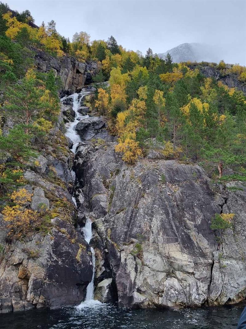 Foss renn ned ein grå bergvegg omkransa av gul og grøn haustskog ved Hardangerfjorden.