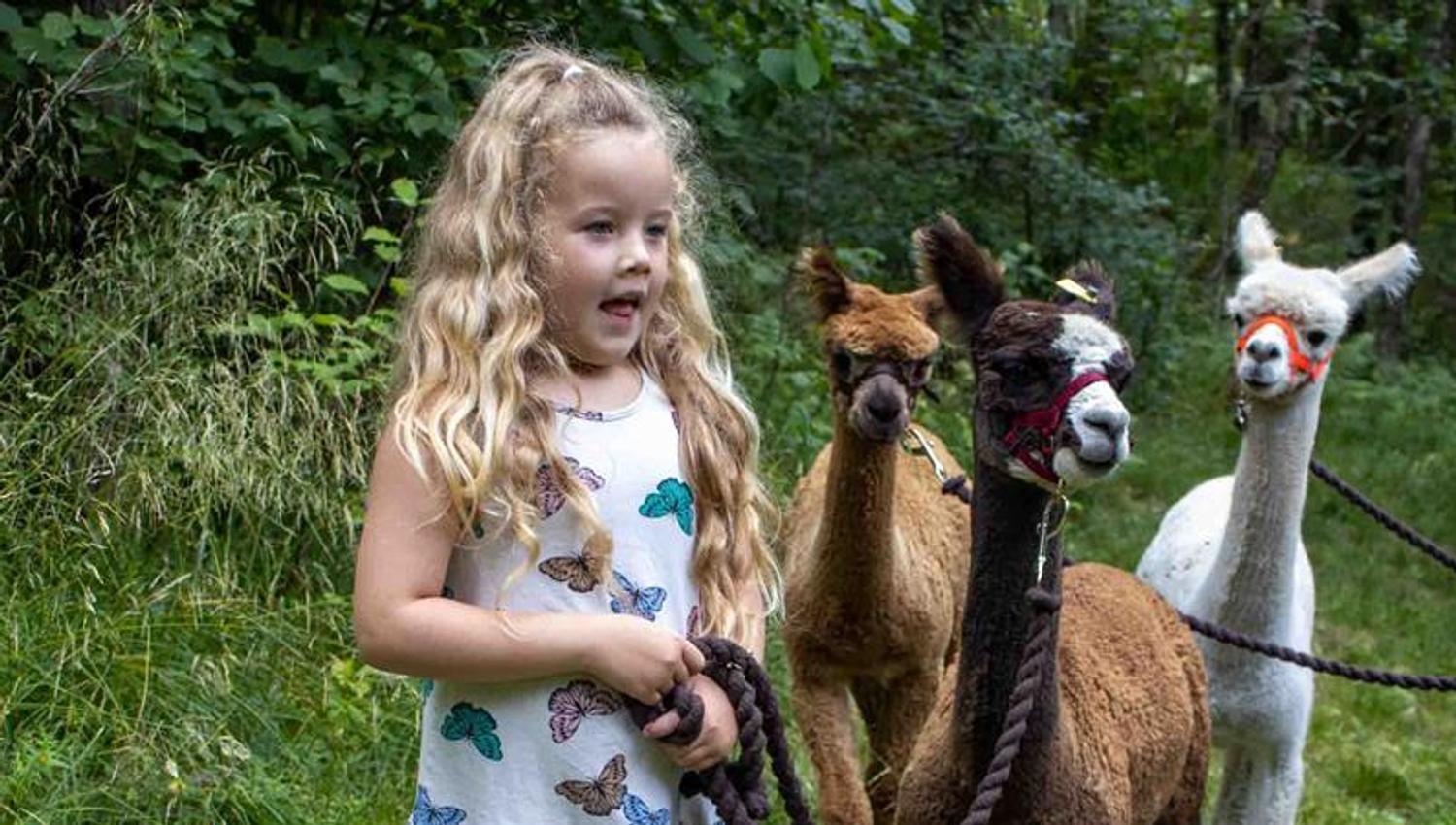Girl and three alpacas