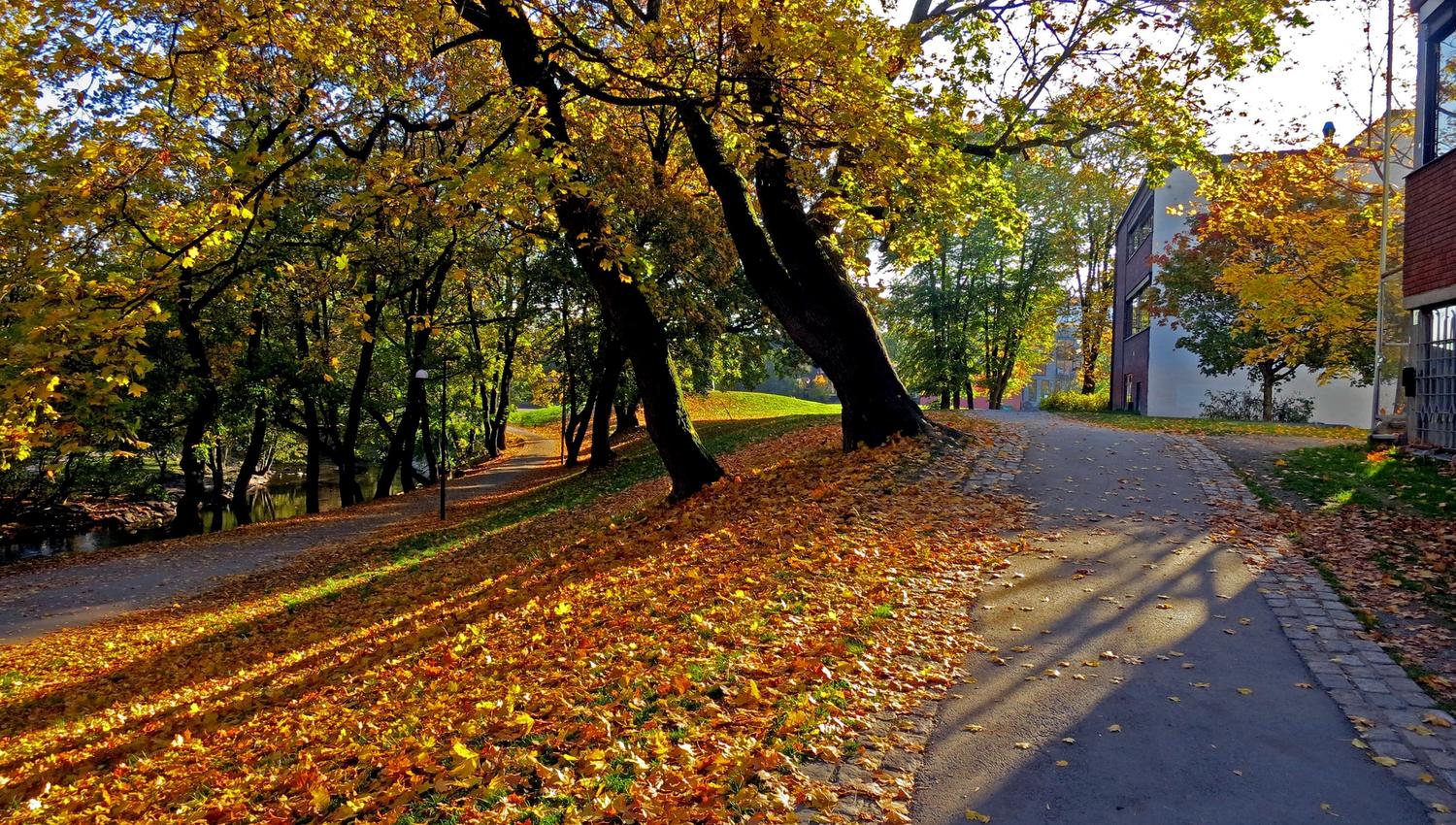 autumn by the akerselva river