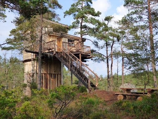 Treetop Fiddan