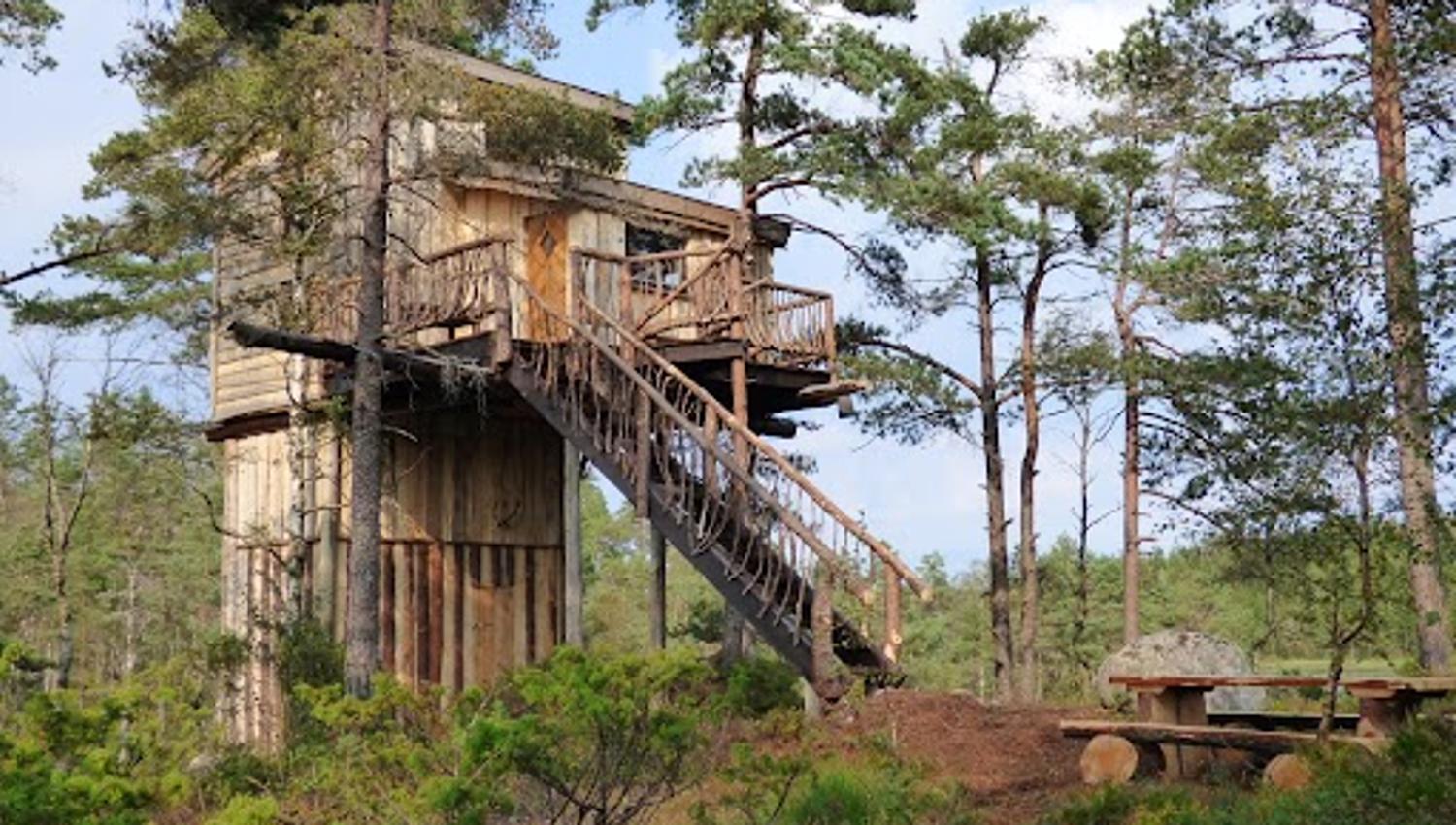 Treetop Fiddan