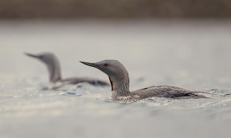 Red-throated divers in Svalbard waters