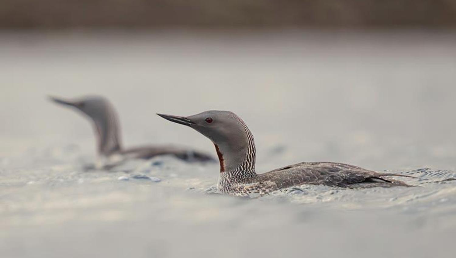 Red-throated divers in Svalbard waters