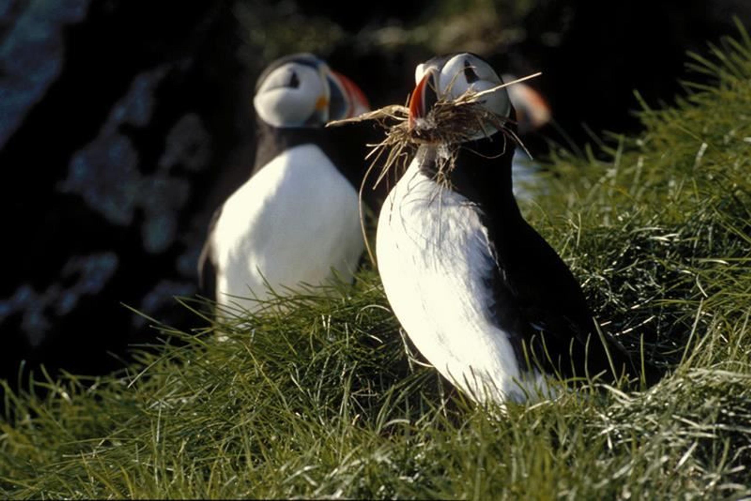 Puffin safari