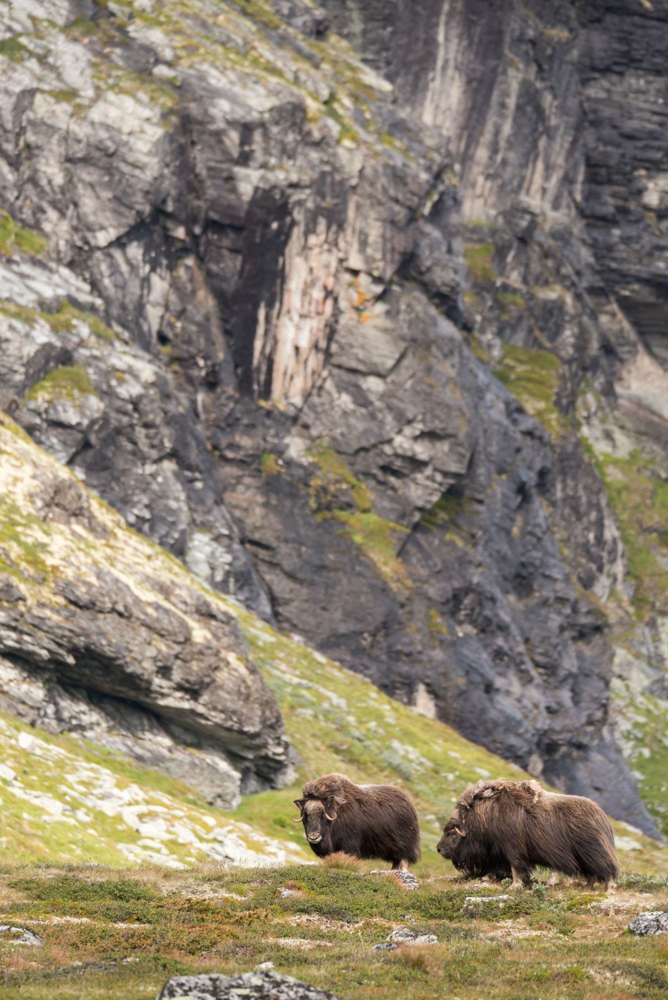 Musk Ox Safari Personal Tour, 2 days