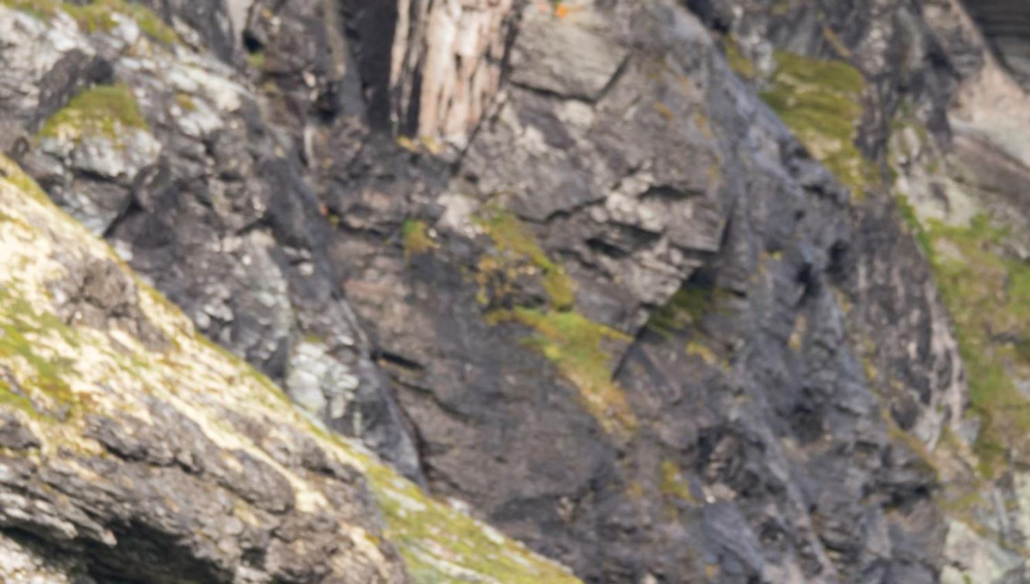 Musk Ox Safari Personal Tour, 2 days