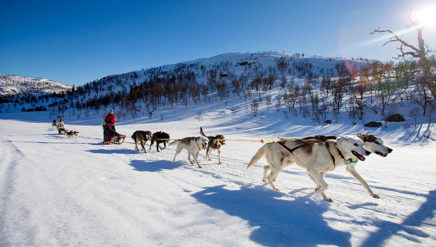 Haukeli Husky ut på tur