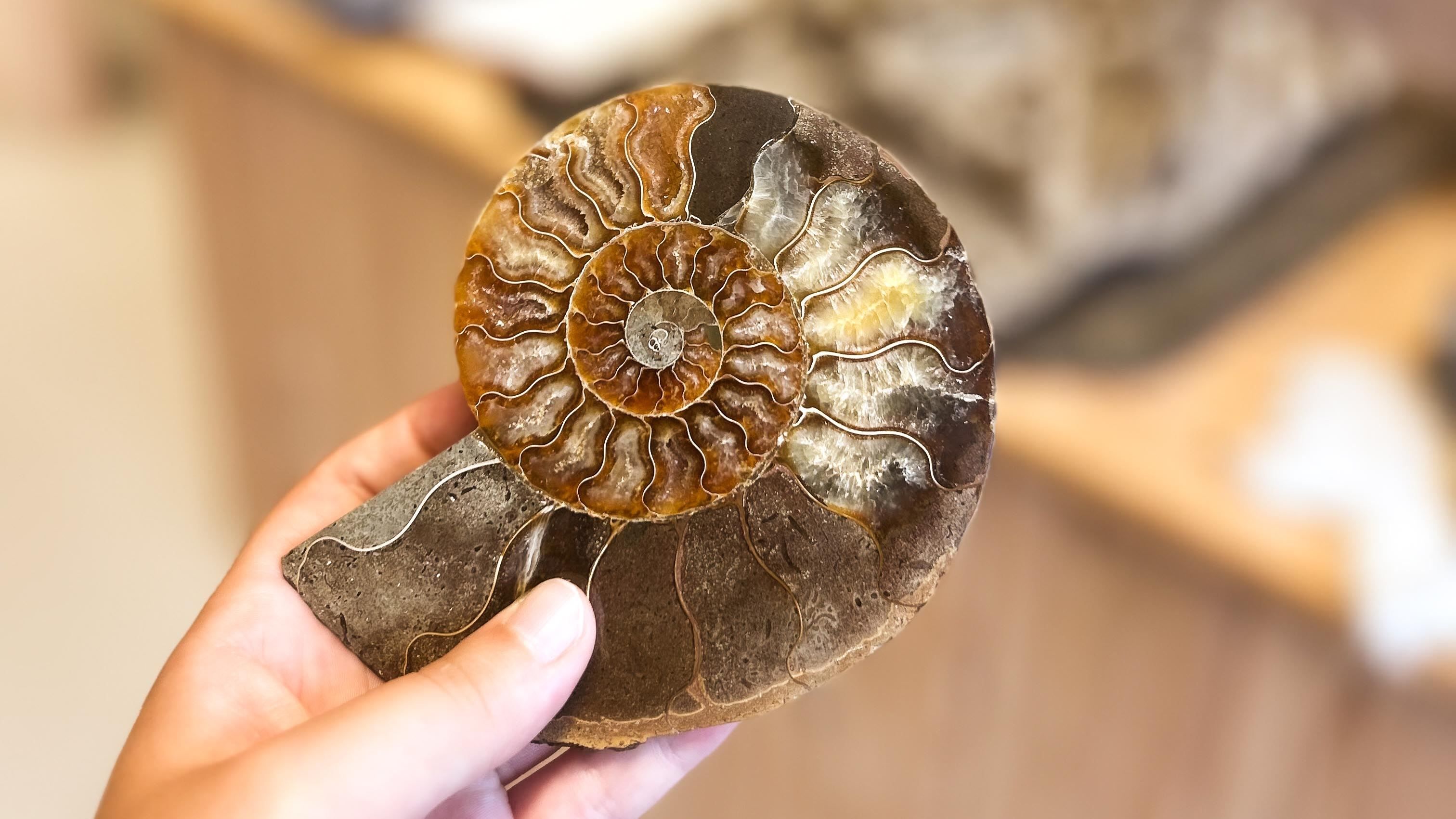 A hand holds a polished ammonite fossil cross-section with spiral chambers in brown and gray tones, indoors..