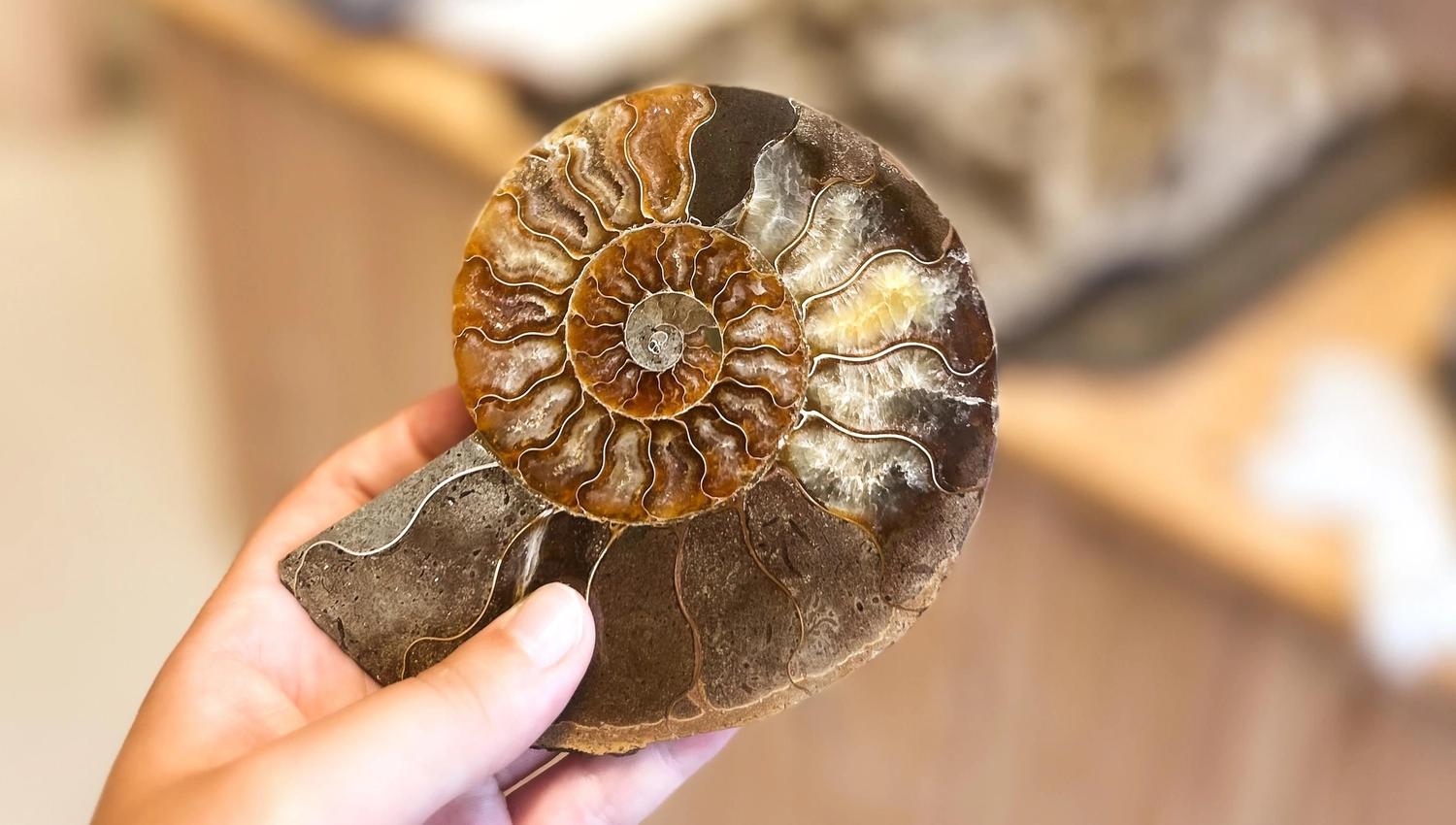 A hand holds a polished ammonite fossil cross-section with spiral chambers in brown and gray tones, indoors..