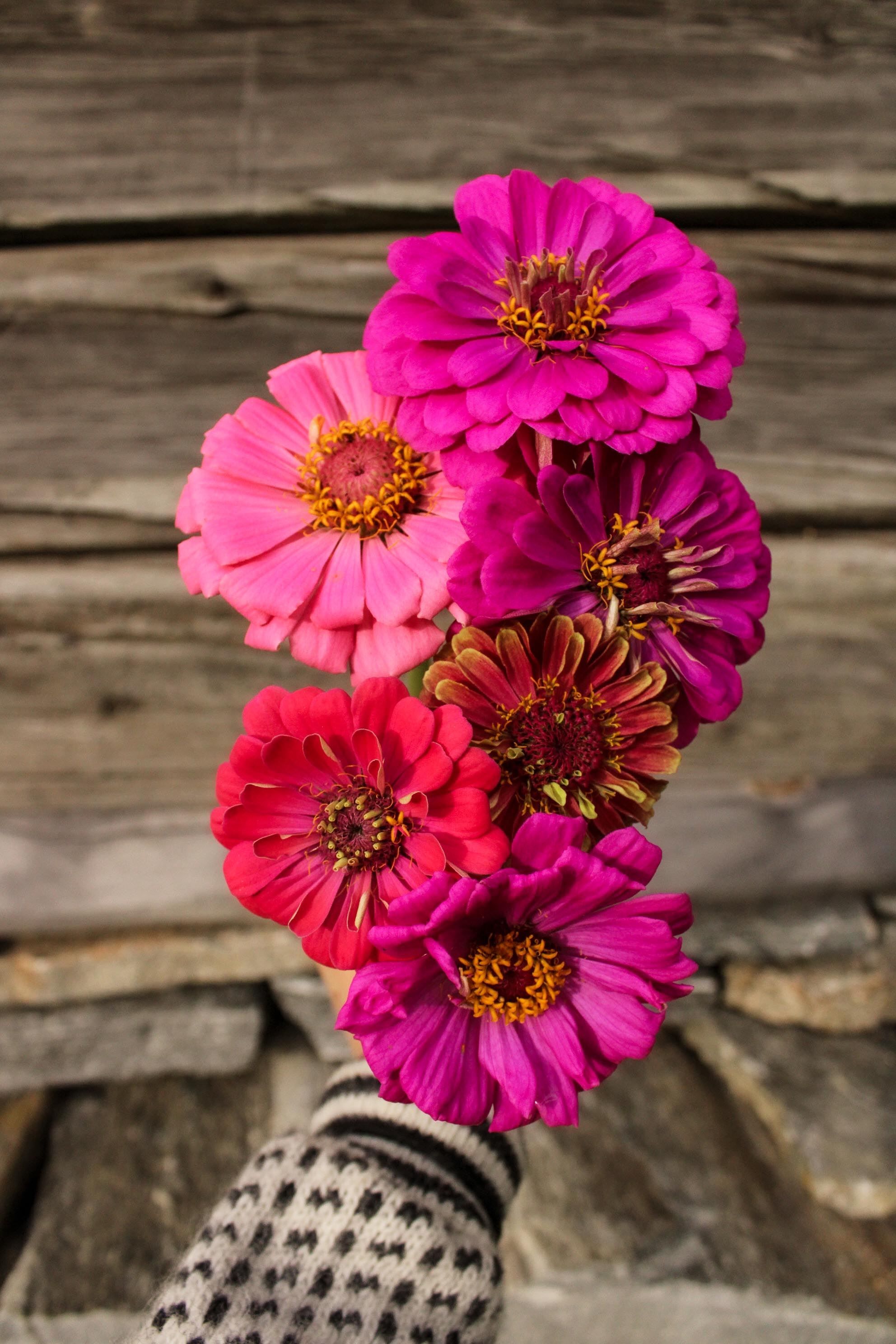 Hand in a patterned sweater holds a bouquet of pink and red zinnia blooms against a rustic wooden wall..